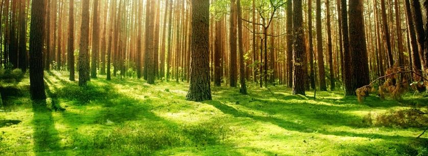 Március 21. – az erdők világnapja