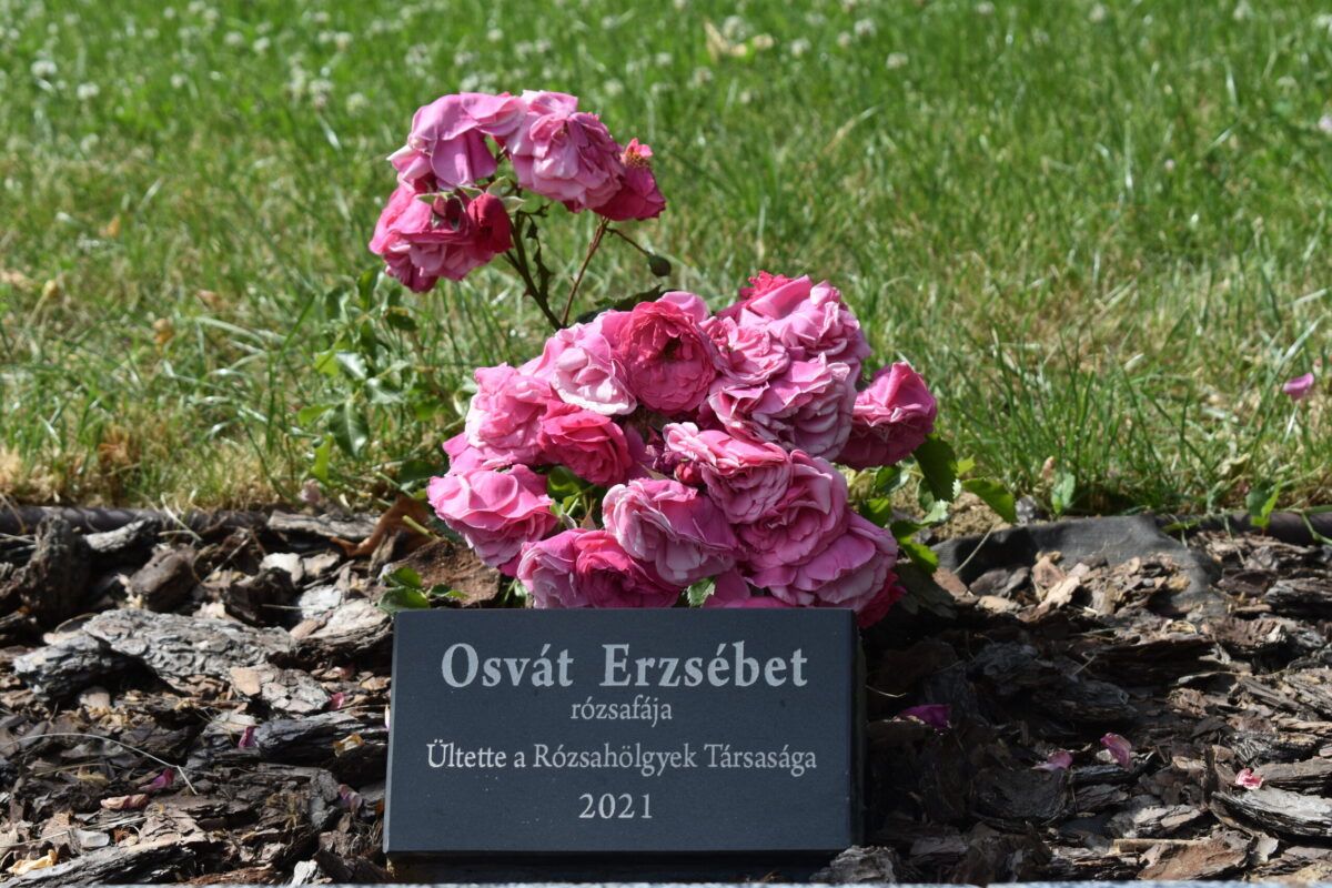Újabb rózsatő a Budapest parkban