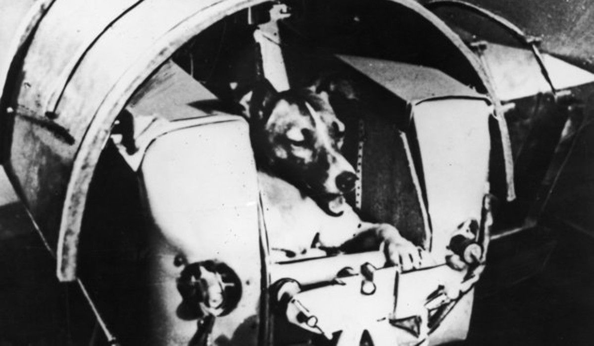 64 éve indult a világűrbe Lajka kutya