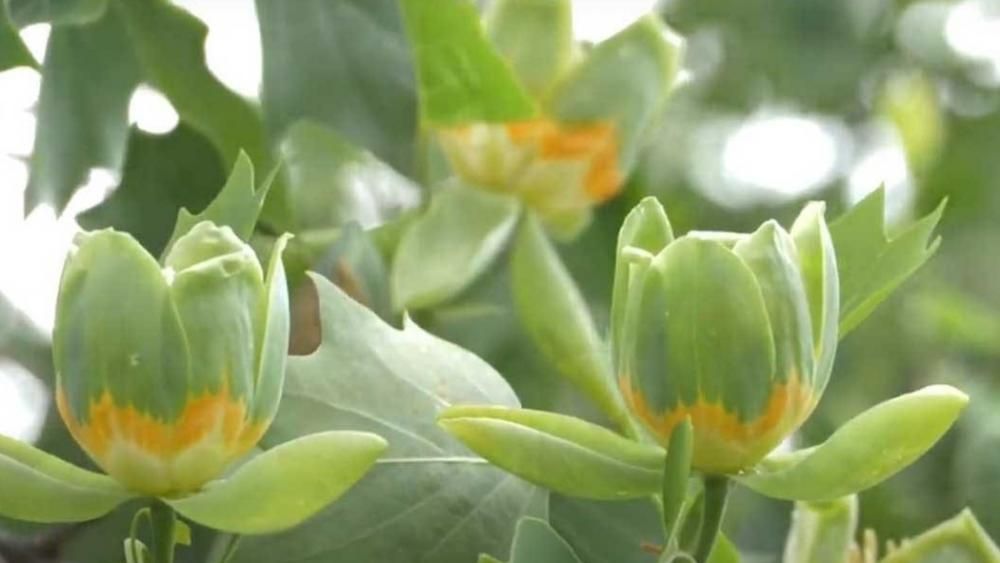 Ungváron virágzik a tulipánfa